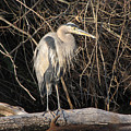 Great Blue Heron Photograph by Ann Bridges Great Blue Heron Photograph by Ann Bridges
