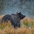 Grizzly in Falling Snow Photograph by Mark Miller Grizzly in Falling Snow Photograph by Mark Miller