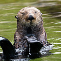 Heads Or Tails by Mike Dawson Heads Or Tails by Mike Dawson
