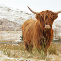 Highland Cow Photograph by Grant Glendinning Highland Cow Photograph by Grant Glendinning