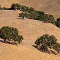 Hillside Oaks Photograph by Derek Dean Hillside Oaks Photograph by Derek Dean