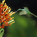 Hummingbird #1 Photograph by Digital Art Cafe