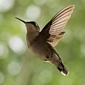 Hummingbird Photograph by Holden The Moment Hummingbird Photograph by Holden The Moment
