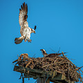 Incoming Photograph by Cathy Kovarik Incoming Photograph by Cathy Kovarik