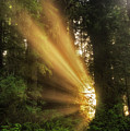 Into the Light Photograph by Nicki Frates Into the Light Photograph by Nicki Frates