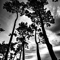 Leaning Trees Photograph by Roseanne Jones Leaning Trees Photograph by Roseanne Jones
