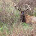 Lone Elk Photograph by Holly Ross Lone Elk Photograph by Holly Ross