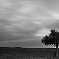 Lonely Olive tree in a green field and moving clouds Photograph by Michalakis Ppalis Lonely Olive tree in a green field and moving clouds Photograph by Michalakis Ppalis