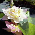 Lotus in Bloom by John Lautermilch Lotus in Bloom by John Lautermilch