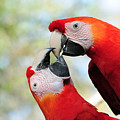 Macaws by Steven Sparks Macaws by Steven Sparks