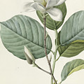 Magnolia by Pierre Joseph Redoute Magnolia by Pierre Joseph Redoute