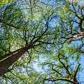 Majestic Cypress Trees Photograph by Raul Rodriguez Majestic Cypress Trees Photograph by Raul Rodriguez
