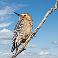 Male Gila Woodpecker Photograph by Jeff Goulden Male Gila Woodpecker Photograph by Jeff Goulden