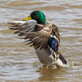 Male Mallard Photograph by Holden The Moment Male Mallard Photograph by Holden The Moment