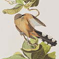 Mangrove Cuckoo 1 by John James Audubon Mangrove Cuckoo 1 by John James Audubon