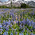 Meadow of Lupine Near Mount Rainier Photograph by Jeff Goulden Meadow of Lupine Near Mount Rainier Photograph by Jeff Goulden