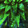 Morning Dew On Plant Photograph by Phil Perkins Morning Dew On Plant Photograph by Phil Perkins
