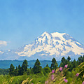 Mount Rainier Watercolor Photograph by Tatiana Travelways Mount Rainier Watercolor Photograph by Tatiana Travelways