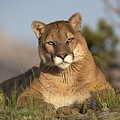 Mountain Lion Portrait North America Photograph by Tim Fitzharris Mountain Lion Portrait North America Photograph by Tim Fitzharris