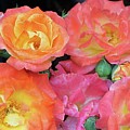 Multi-color Roses #1 by Jerry Battle