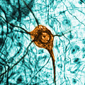 Neuron, Tem Photograph by Science Source Neuron, Tem Photograph by Science Source