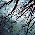 Night Sky In The Woods by Marianna Mills Night Sky In The Woods by Marianna Mills