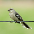 Northern Mockingbird Photograph by Holden The Moment Northern Mockingbird Photograph by Holden The Moment