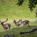 On the run Photograph by Torbjorn Swenelius On the run Photograph by Torbjorn Swenelius