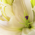 Oriental Lily Flower Photograph by Raul Rodriguez Oriental Lily Flower Photograph by Raul Rodriguez