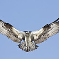 Osprey in Flight Photograph by Bob Decker Osprey in Flight Photograph by Bob Decker