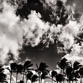 Palms Blowing in the Wind Photograph by Lawrence Knutsson Palms Blowing in the Wind Photograph by Lawrence Knutsson