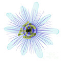 Passion Flower, X-ray Photograph by Ted Kinsman Passion Flower, X-ray Photograph by Ted Kinsman