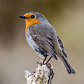 Perching Robin Photograph by Torbjorn Swenelius Perching Robin Photograph by Torbjorn Swenelius
