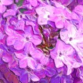 Phlox Fantasy by David Lane Phlox Fantasy by David Lane