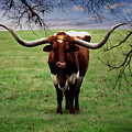 Photo Texas Longhorn A010816 Painting by Mas Art Studio Photo Texas Longhorn A010816 Painting by Mas Art Studio