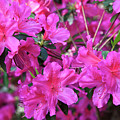 Pink Azaleas Photograph by Jill Lang Pink Azaleas Photograph by Jill Lang