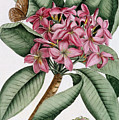 Plumeria by Georg Dionysius Ehret Plumeria by Georg Dionysius Ehret