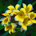 1- Plumeria Perfection Photograph by Joseph Keane 1- Plumeria Perfection Photograph by Joseph Keane