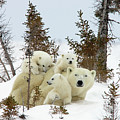 Polar Bear Ursus Maritimus Trio Photograph by Matthias Breiter Polar Bear Ursus Maritimus Trio Photograph by Matthias Breiter