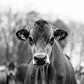 Portrait of a dairy cow in the rain Stowe Vermont Photograph by Edward Fielding Portrait of a dairy cow in the rain Stowe Vermont Photograph by Edward Fielding