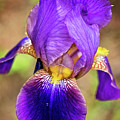 Purple Bearded Iris Print Photograph by Gwen Gibson Purple Bearded Iris Print Photograph by Gwen Gibson