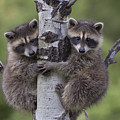 Raccoon Two Babies Climbing Tree Photograph by Tim Fitzharris Raccoon Two Babies Climbing Tree Photograph by Tim Fitzharris