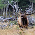 Raging Bull Photograph by Jim Garrison Raging Bull Photograph by Jim Garrison