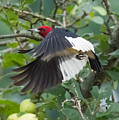 Red-Headed Woodpecker Photograph by Holden The Moment Red-Headed Woodpecker Photograph by Holden The Moment