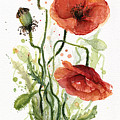Red Poppies Watercolor Painting by Olga Shvartsur Red Poppies Watercolor Painting by Olga Shvartsur