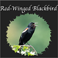 Red-Winged Blackbird Photograph by Holden The Moment Red-Winged Blackbird Photograph by Holden The Moment