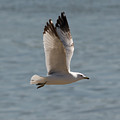 Ring-Billed Gull Photograph by Holden The Moment Ring-Billed Gull Photograph by Holden The Moment