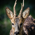 Roebuck's Portrait Photograph by Torbjorn Swenelius Roebuck's Portrait Photograph by Torbjorn Swenelius