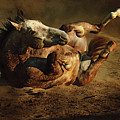 Beautiful Rolling Horse Photograph by Dimitar Hristov Beautiful Rolling Horse Photograph by Dimitar Hristov