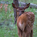 Rubber Necking Photograph by Jim Garrison Rubber Necking Photograph by Jim Garrison